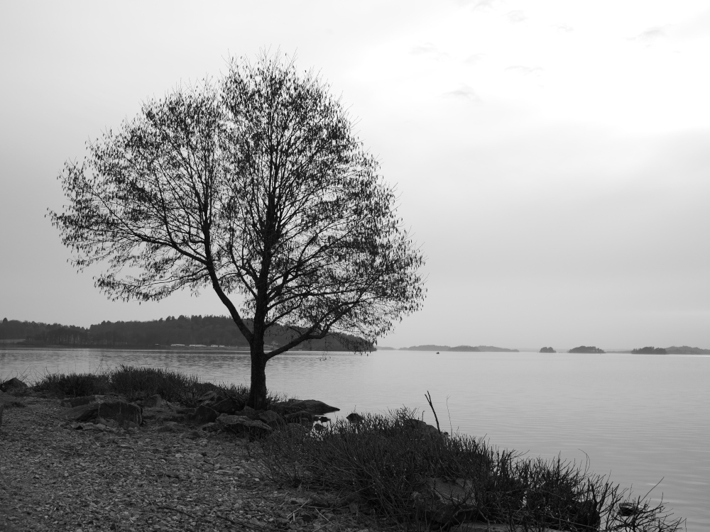 Ett träd i ett stadsnära naturområde